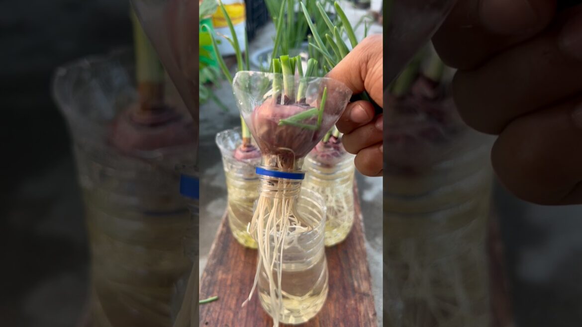 Onions grow tips using water and waste water bottle #onion #gardening #garden #roomtogrow