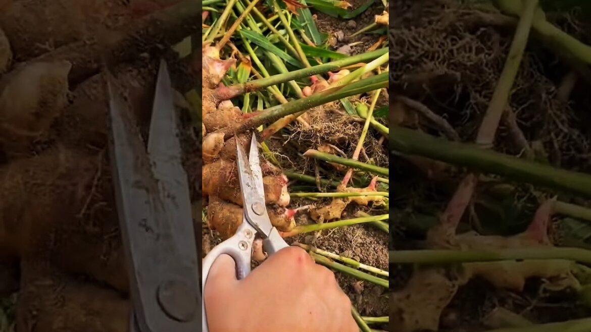 Ginger Harvest Is SUPER Satisfying!