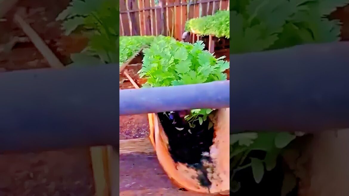 Small areas can be cultivated #farmingtricks #gardeningtips #shorts