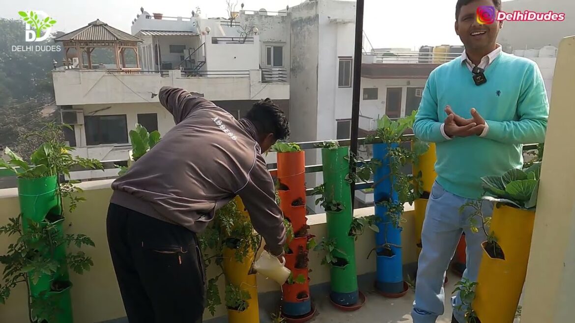 Liquid Fertilizer -  Veg Roof Vegetable Gardening   Video Coverage 9