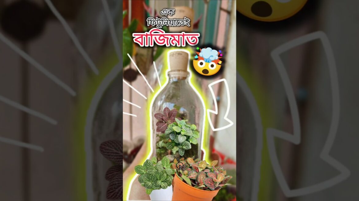১টা ফিটুনিয়াতেই টেরারিয়াম সাজানো | Gardening Tips #terrarium #shorts ১টা ফিটুনিয়াতেই টেরারিয়াম সাজানো | Gardening Tips #terrarium #shorts
