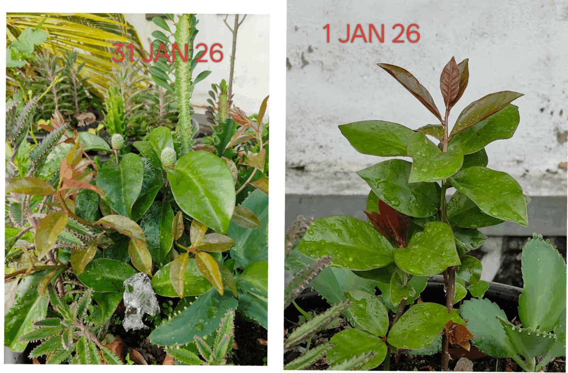 Pereskia aculaeta kinda grow vigor in equatorial climate