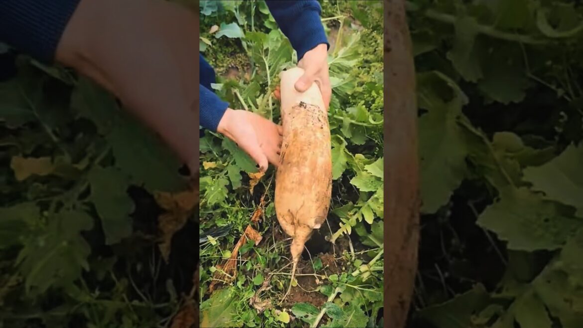 GIANT Radish Harvest Will Leave You SPEECHLESS!