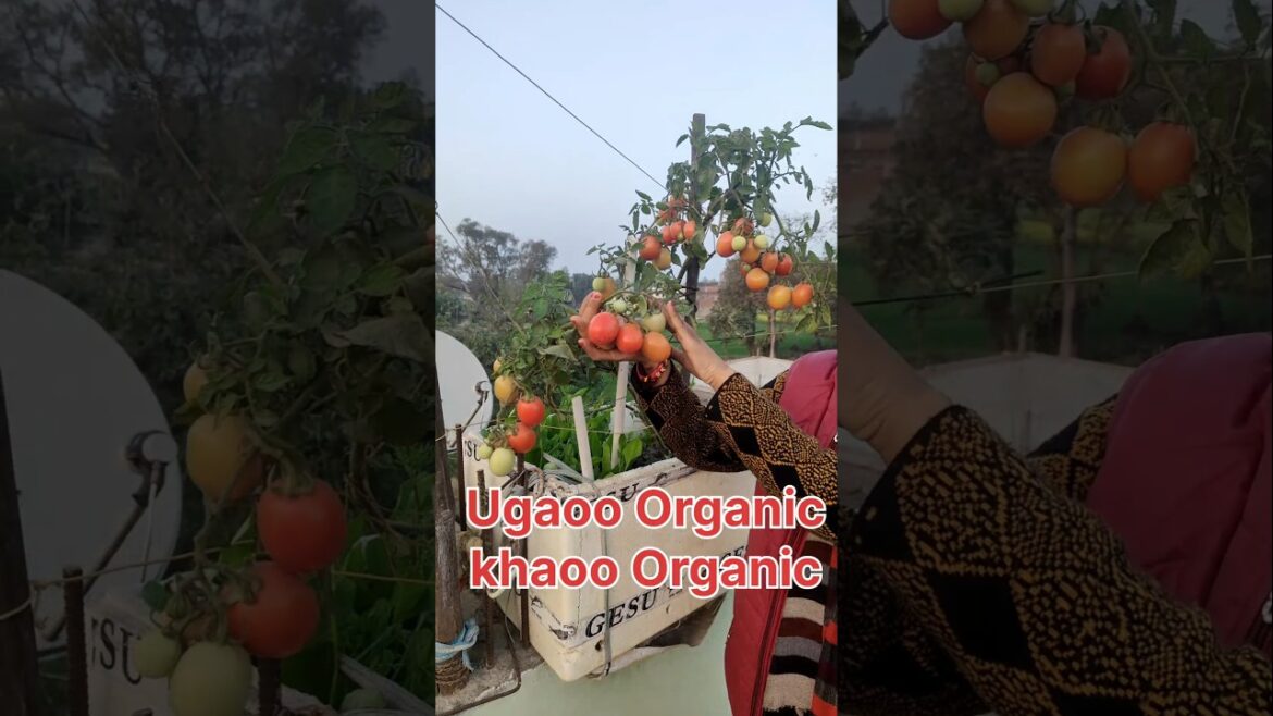 Itne sare Tamatar 🍅। Apne Terrace Garden se organic Tamatar 🍅ko harvest Kiya ।#gardening