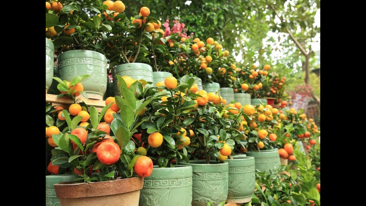 9 Most Productive Fruit Trees in Pots and Small Spaces - Gardener Tips - PART 2