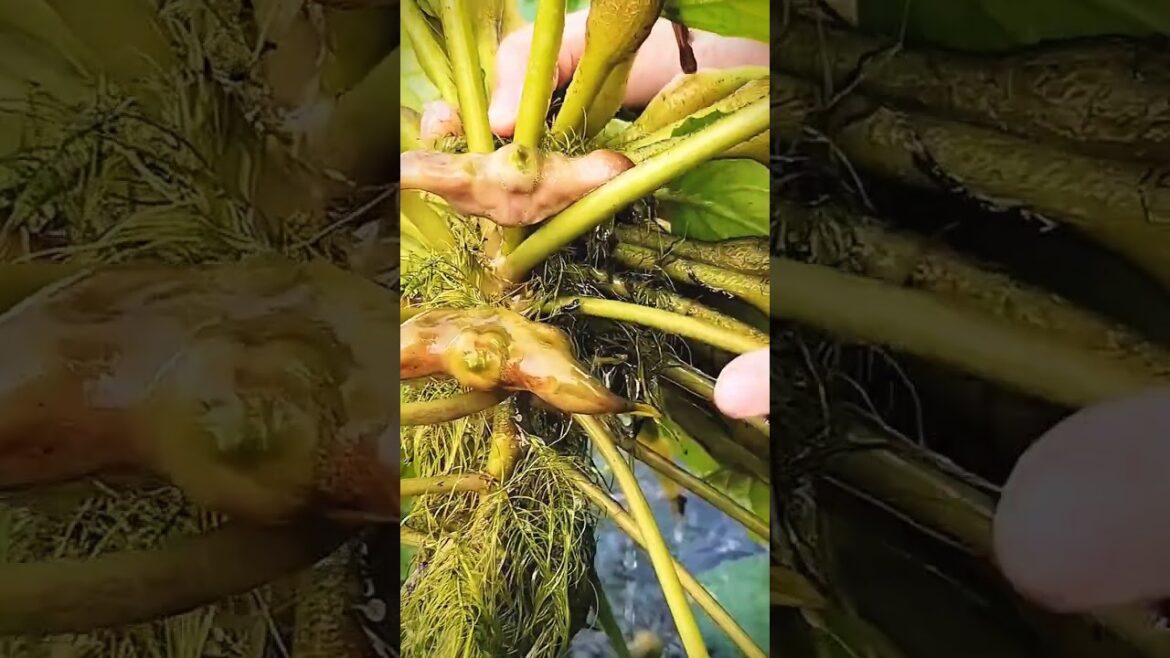 Harvesting WATER Chestnuts Made Easy Today!