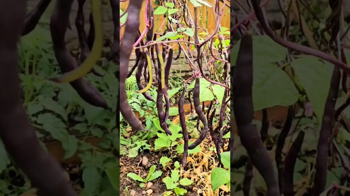 amazing vegetable gardening at home #beansvegetable #beansgardening #beans #runnerbeans