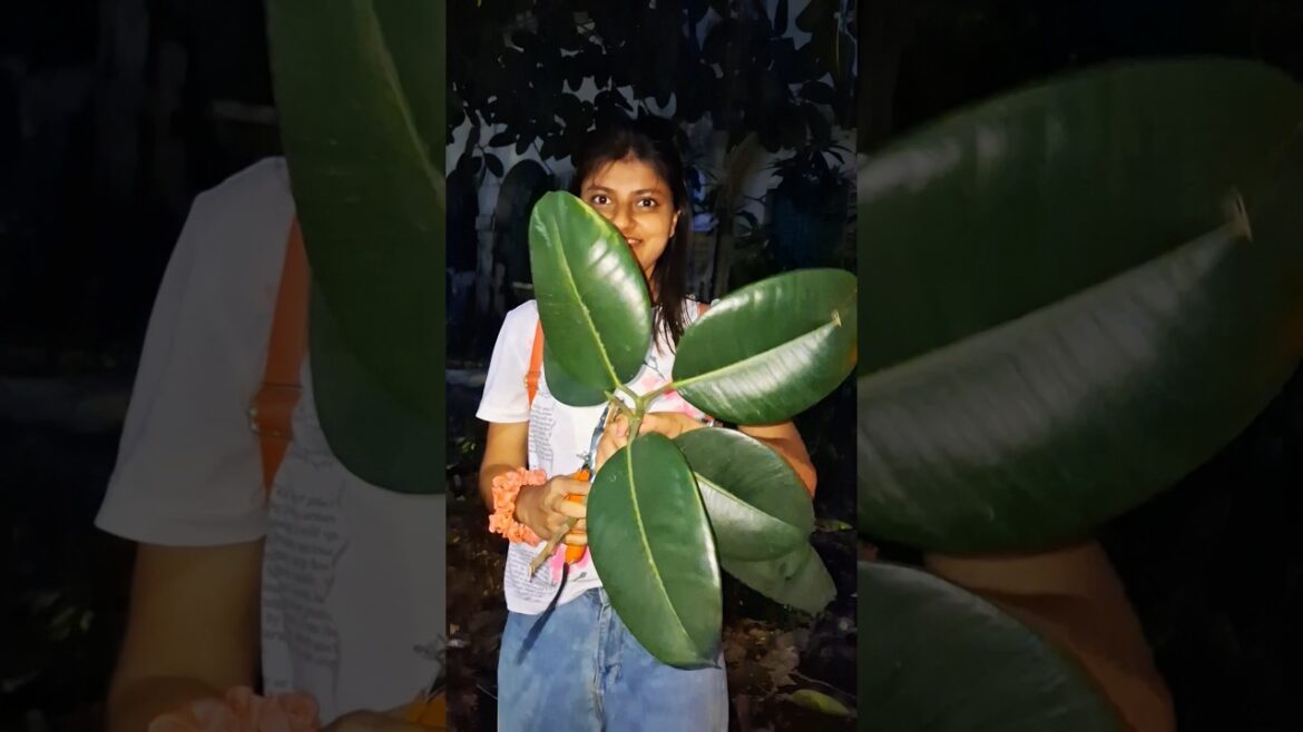 Grow Rubber plant from cuttings #shorts #youtubeshorts  #gardening #rubber #bangla