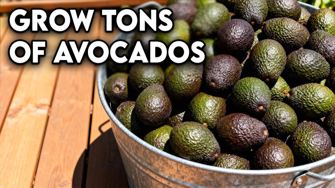 How To Grow An Endless Supply Of Avocado