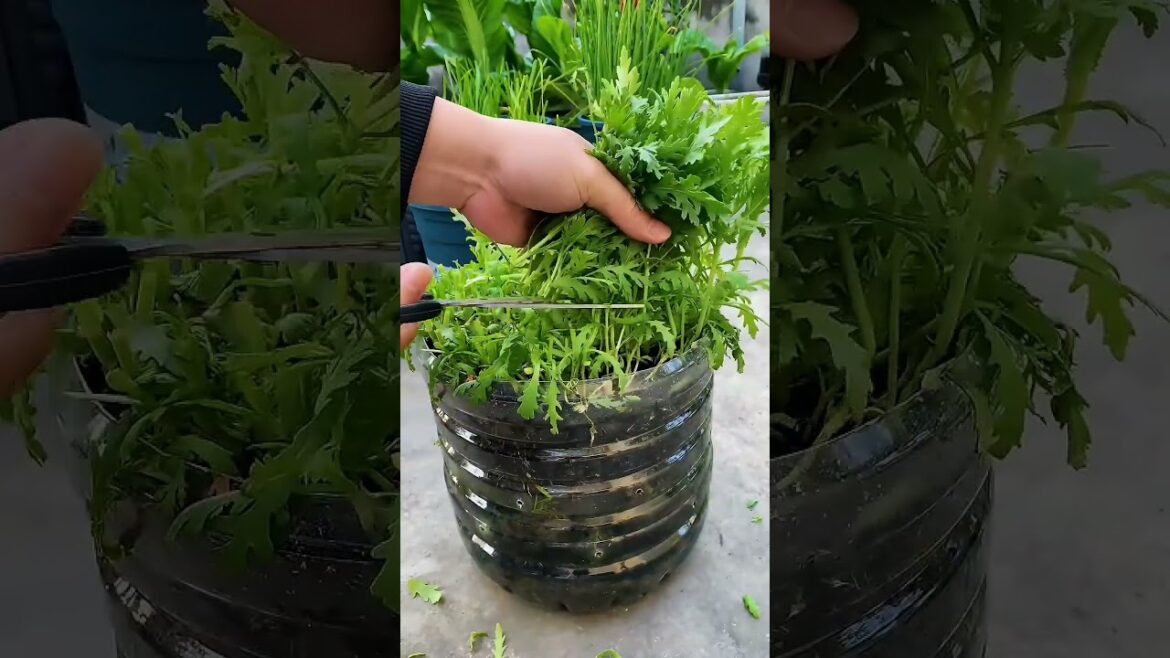 Grow YOUR OWN Garland Chrysanthemum in Bottles! Grow YOUR OWN Garland Chrysanthemum in Bottles!