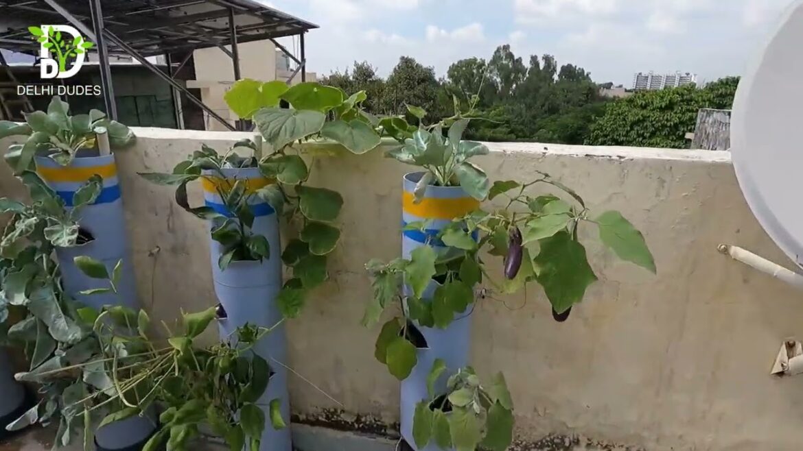 Client's garden update - Veg Roof Vegetable Gardening   Video Coverage 3