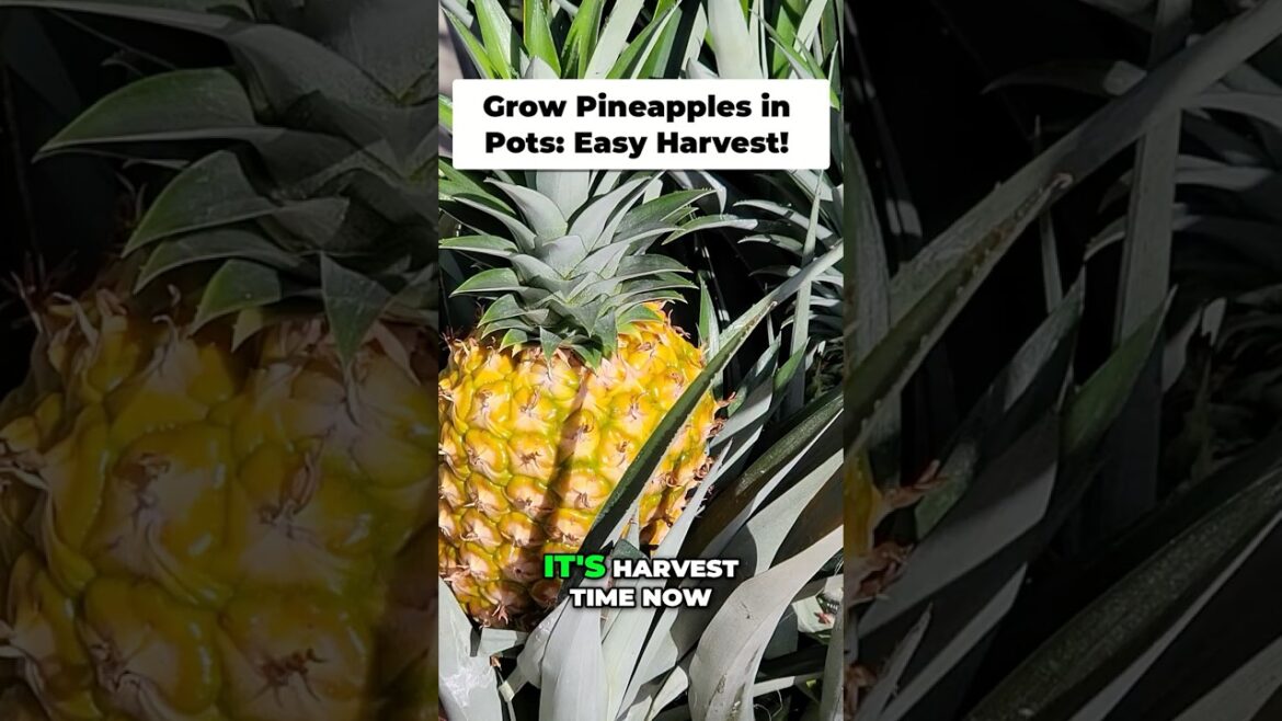 Harvesting a Giant Pineapple From Our Container Garden!