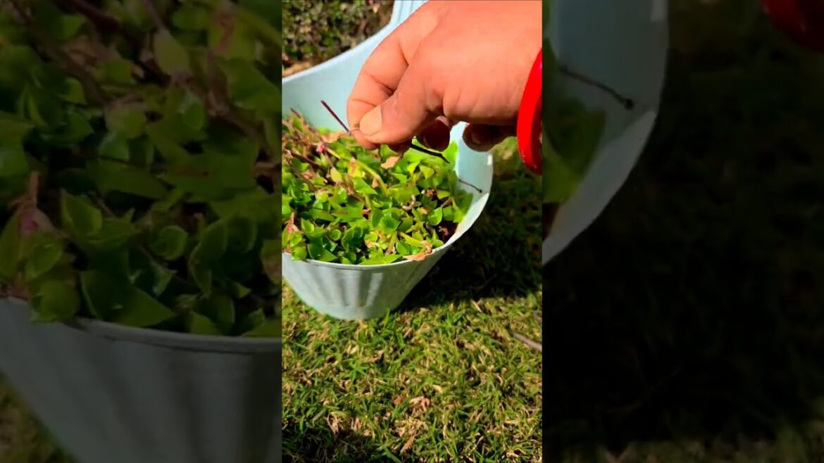 Beautiful Hanging Plant Care Guide in February- Do it the Right Way🍃🪴 #greenplant #viral #shorts#yt