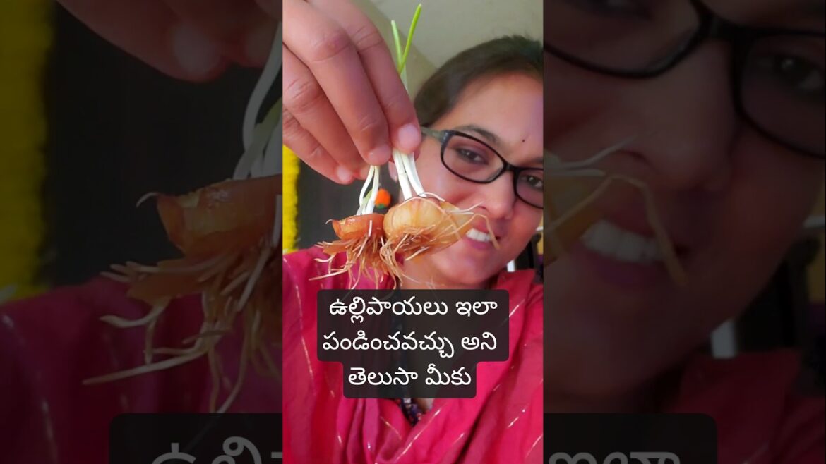 ఉల్లిపాయలు ని ఇలా పండించేయండి no seed no soil #shorts #teluguvlogs #gardening #tips #hydroponics
