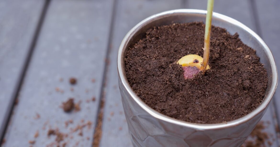 For a family science experiment, try sprouting your mealtime leftovers