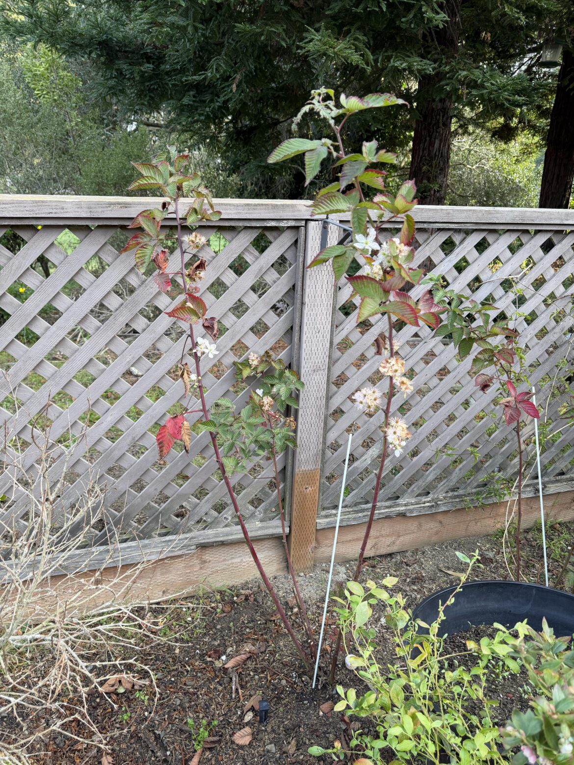 Leggy blackberry bush