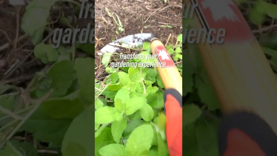 #shorts Say Goodbye to Weeds with This Japanese Tool!