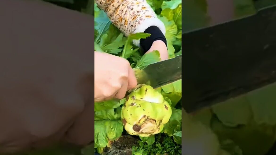 What is Zha Cai and Why is it the WORLD'S Weirdest Mustard?