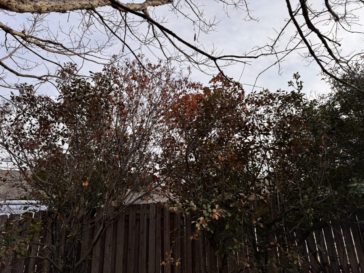 Any way to stop it from dying?