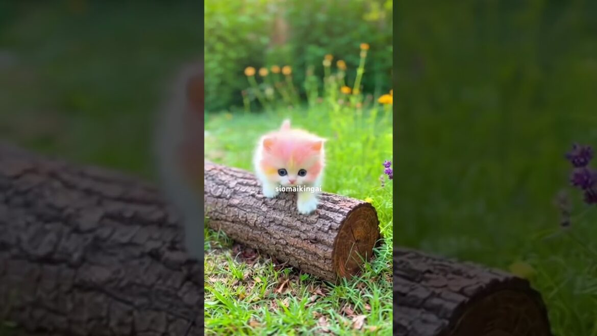 Lucass explores the backyard garden