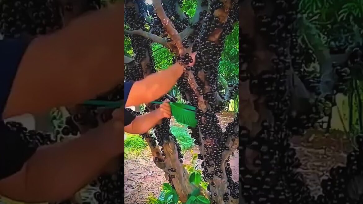What is the RAREST Fruit Jabuticaba in the World Today