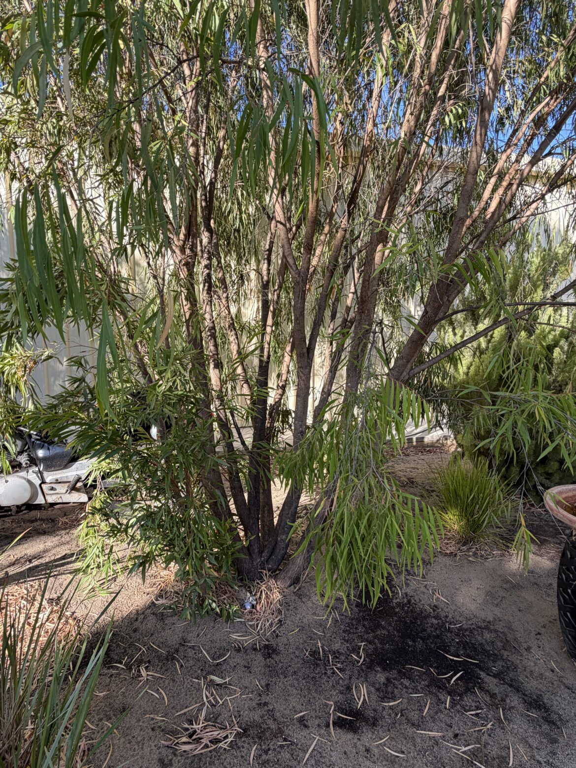 Peppermint tree pruning advice