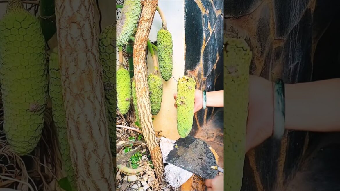 Is MONSTERA Deliciosa Fruit REALLY RARE 🍍?