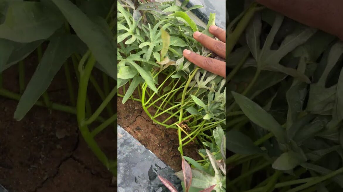 Sweet Potato Grown in Terrace Garden 🍠 | Is It Time to Harvest?