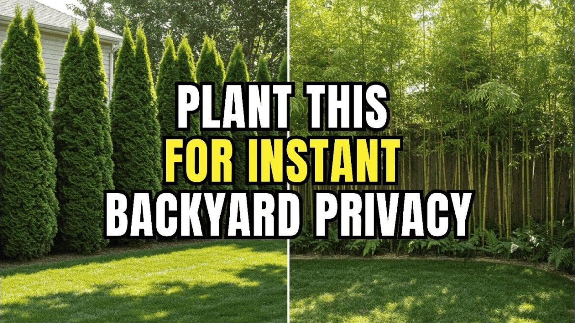 Plant These 5 Trees for Instant Backyard Privacy