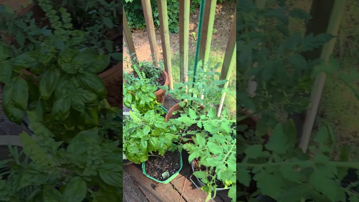 Mini Homestead Garden Tour | Container Garden Update