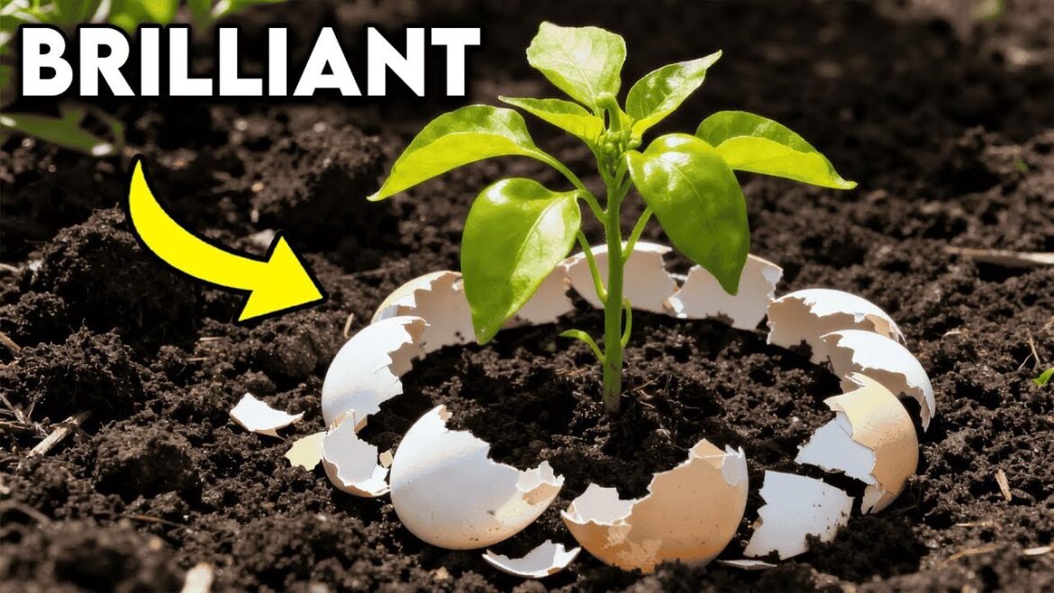25 Brilliant FREE Vegetable Gardening Hacks｜More Food for Less Effort!