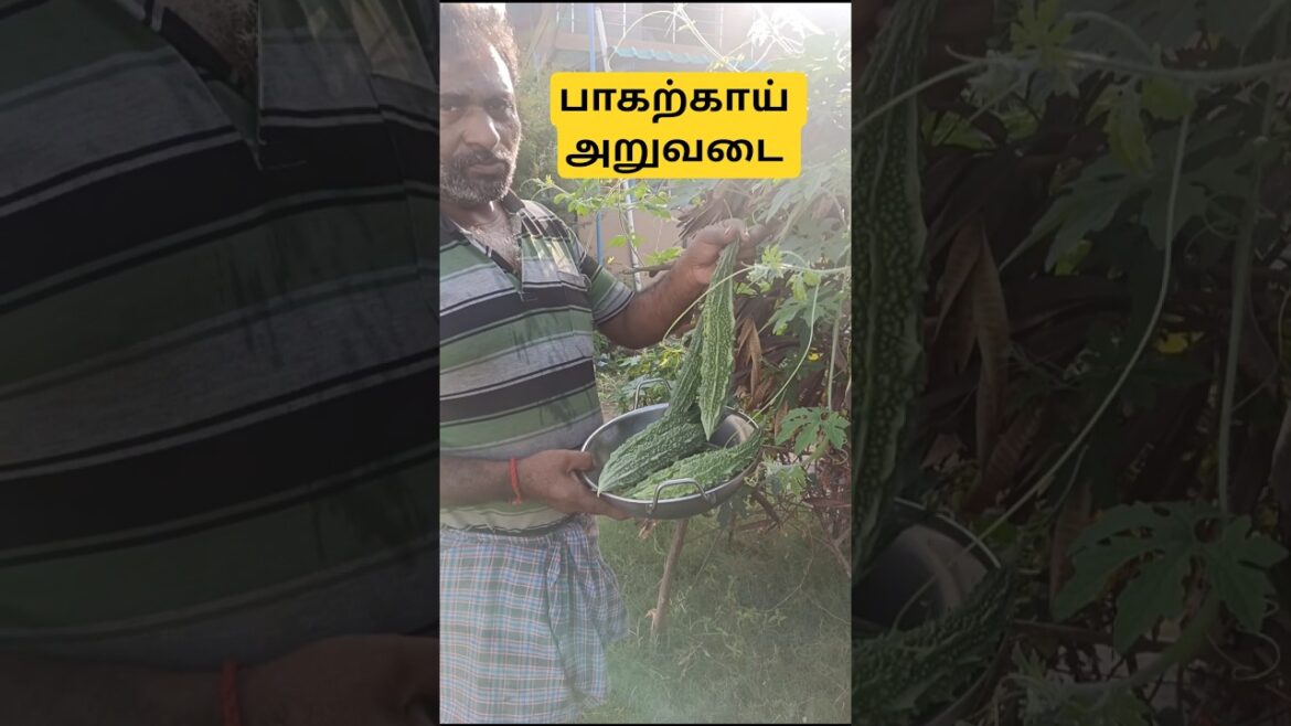 வீட்டில் பாகற்காய் அறுவடை செய்வது எப்படி | Home Garden Tips#short