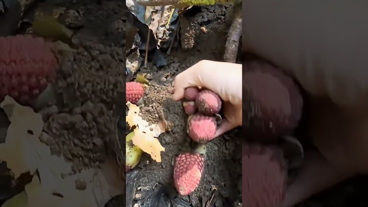 What Makes GINGER FLOWER So Special For Beauty And Health?