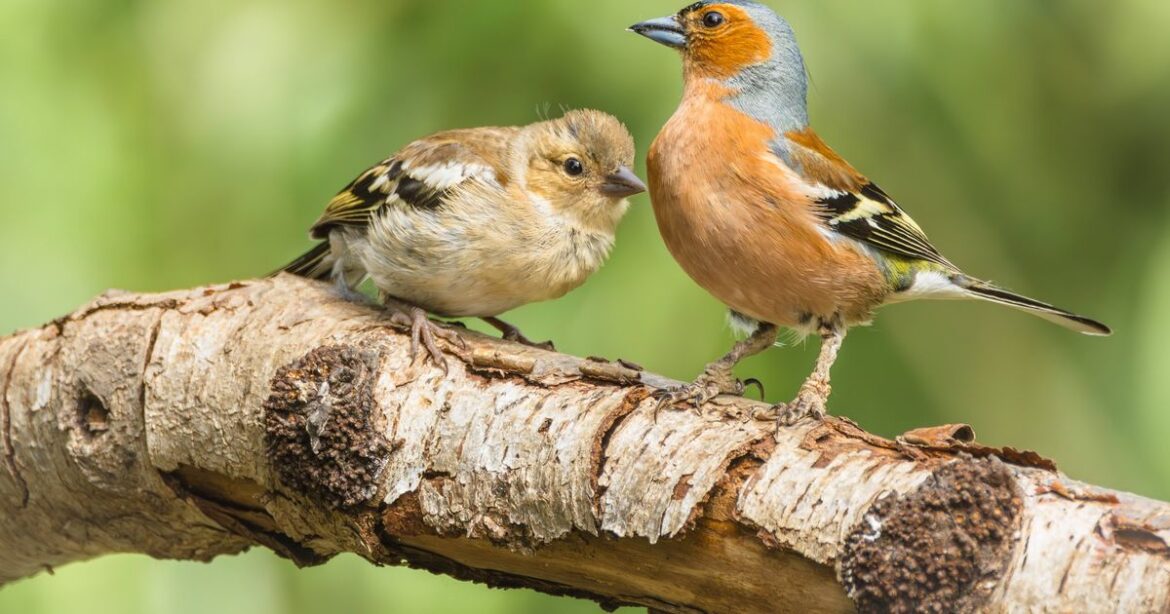 Monty Don’s 1 simple task will attract birds to your garden and keep the pigeons away Ipso logo