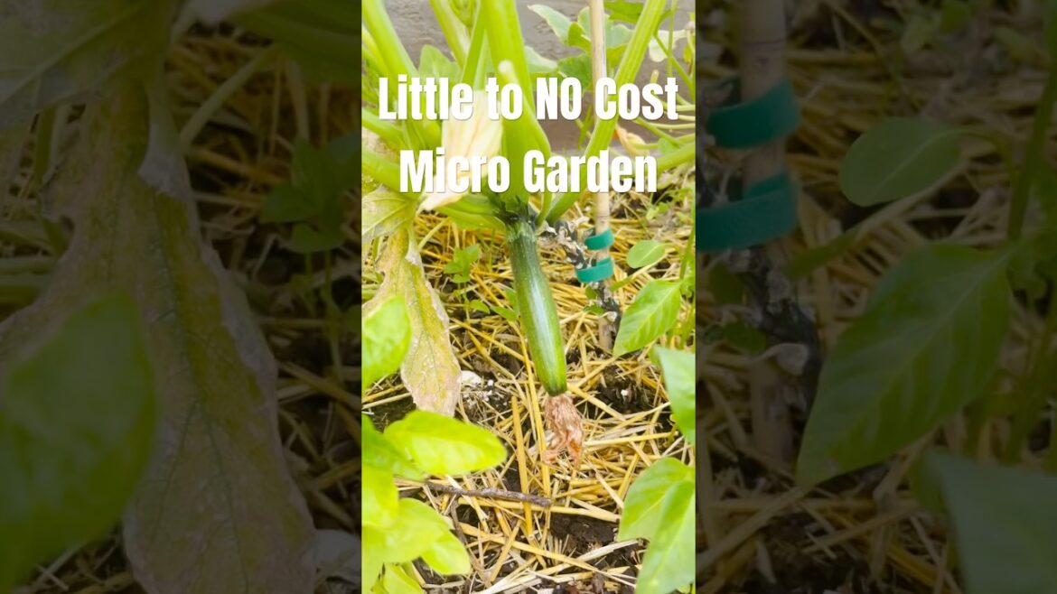 Container Gardening for CHEAP! #microgarden #organicgardening #containergardening Container Gardening for CHEAP! #microgarden #organicgardening #containergardening