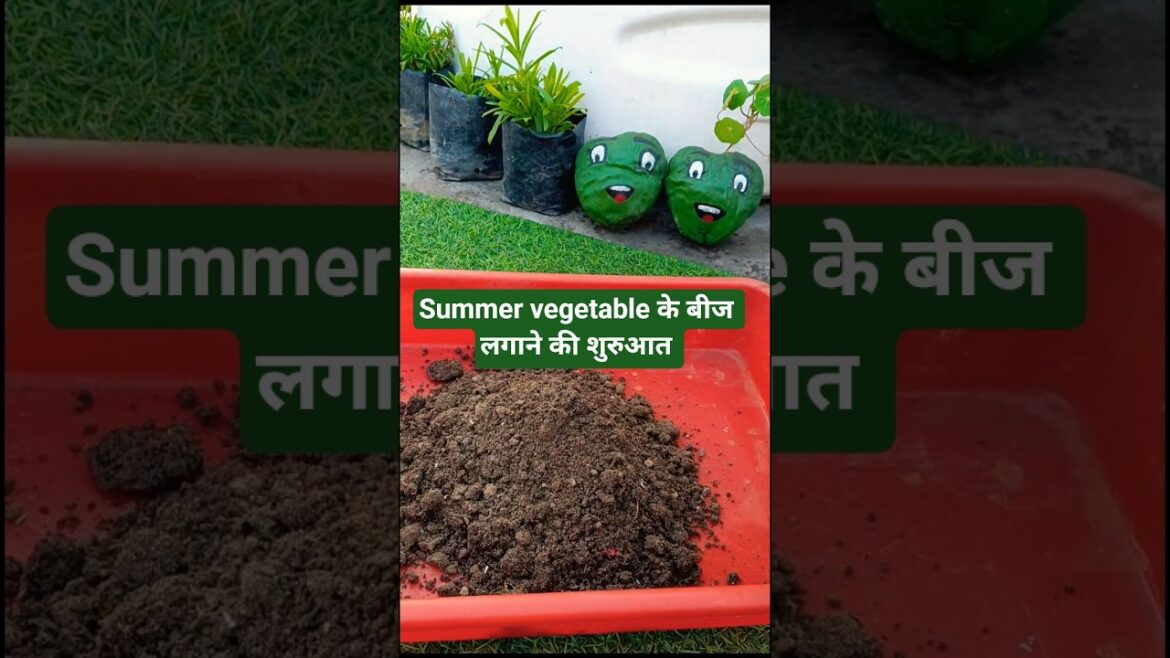 Summer vegetable के बीज लगाने की शुरुआत। #gardeningtips @Sunitakichengardening