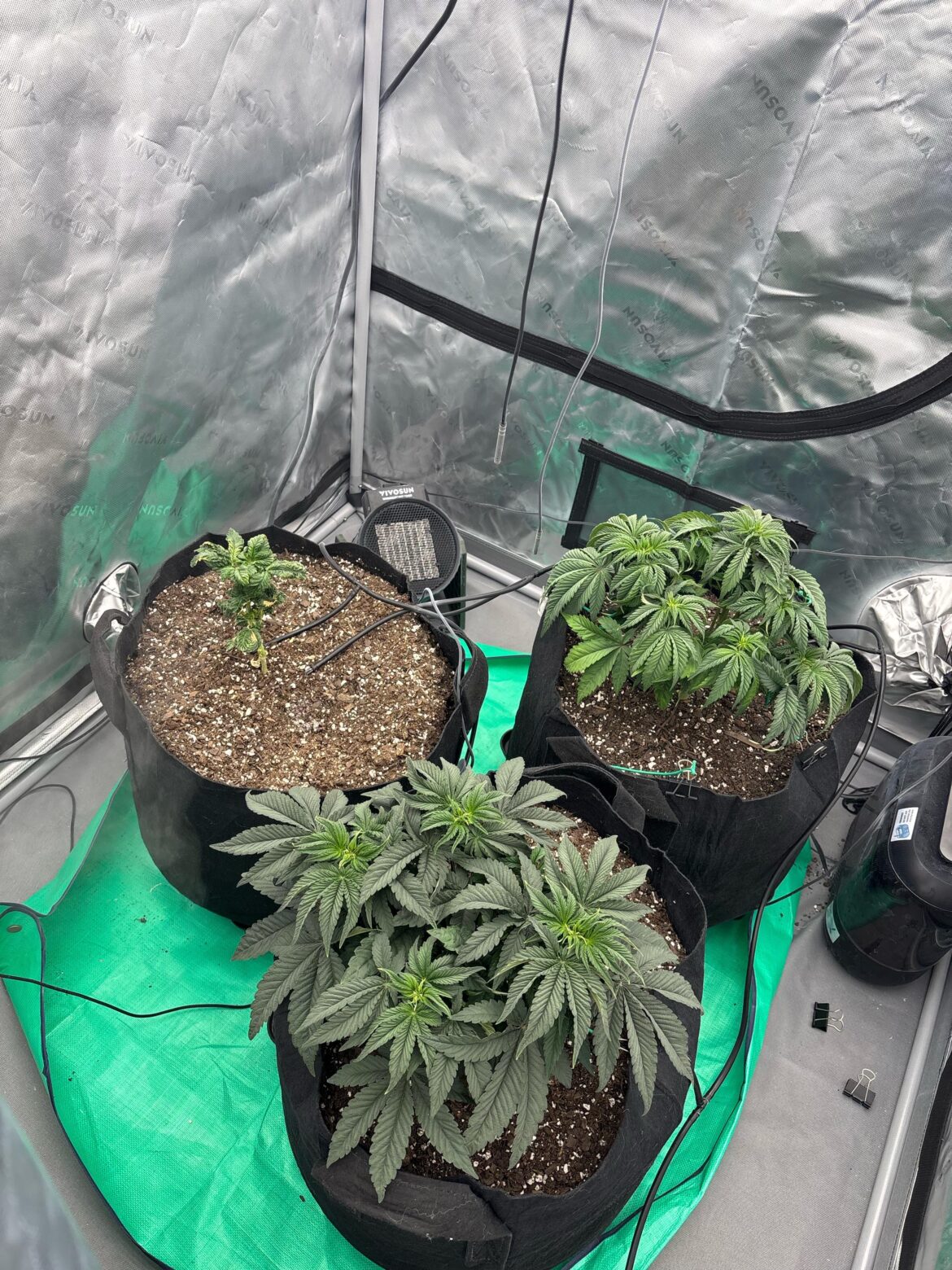 Stunted plant growth