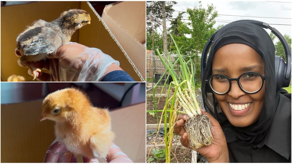 Beertayda Basal iyo Dooro Koris 🐥🐣🧅: Somali Backyard Garden 🥬🍒🍓
