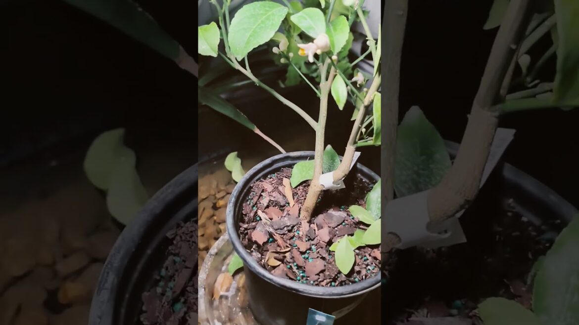 Help! Is it dying? #citrus #garden #containergardening #meyerlemon #gardening