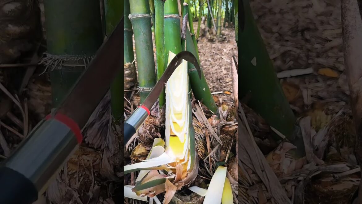 GROWING Fresh BAMBOO Shoots At Home Is EASY?
