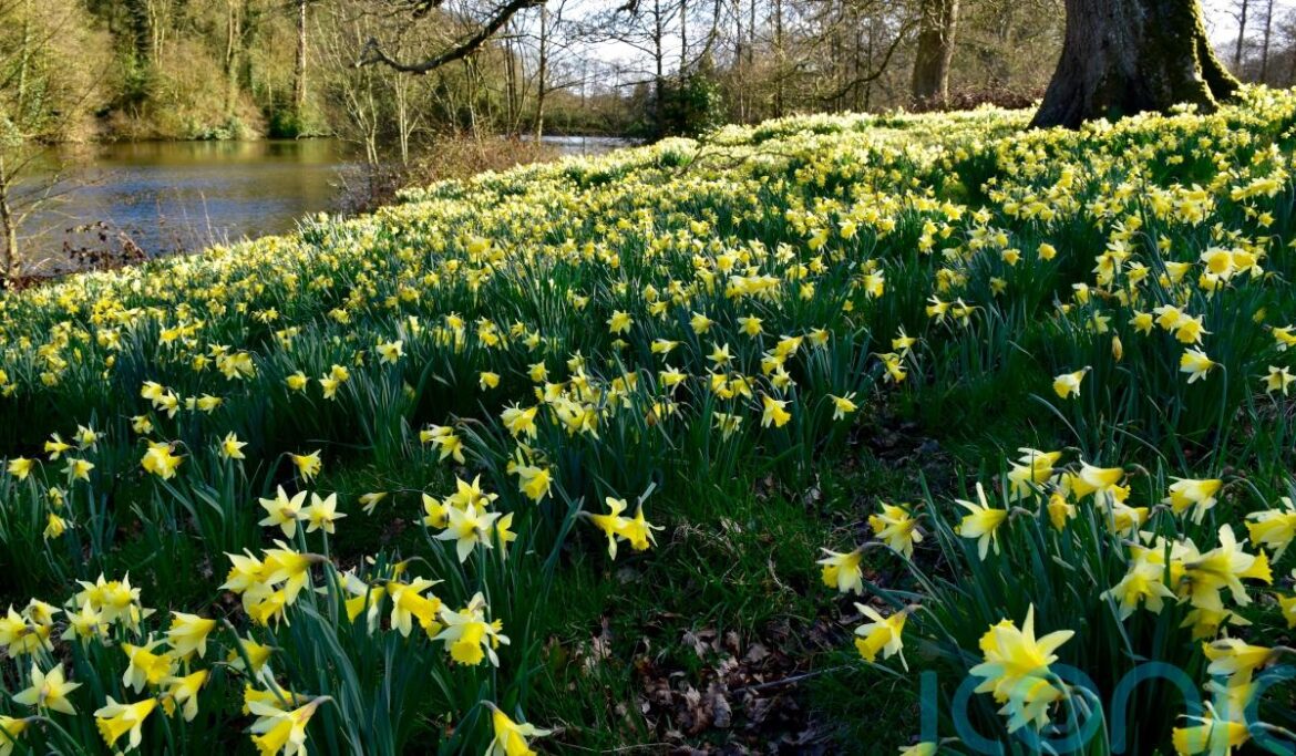 Brilliant daffodil gardens to visit in spring