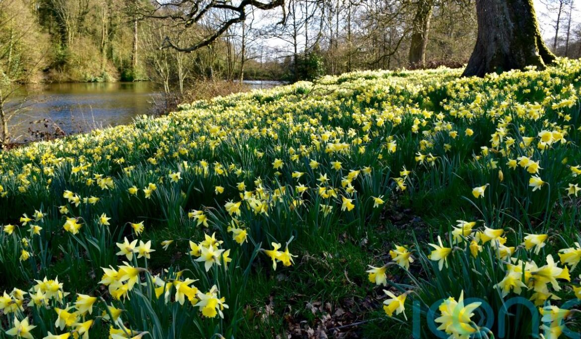 Brilliant daffodil gardens to visit in spring