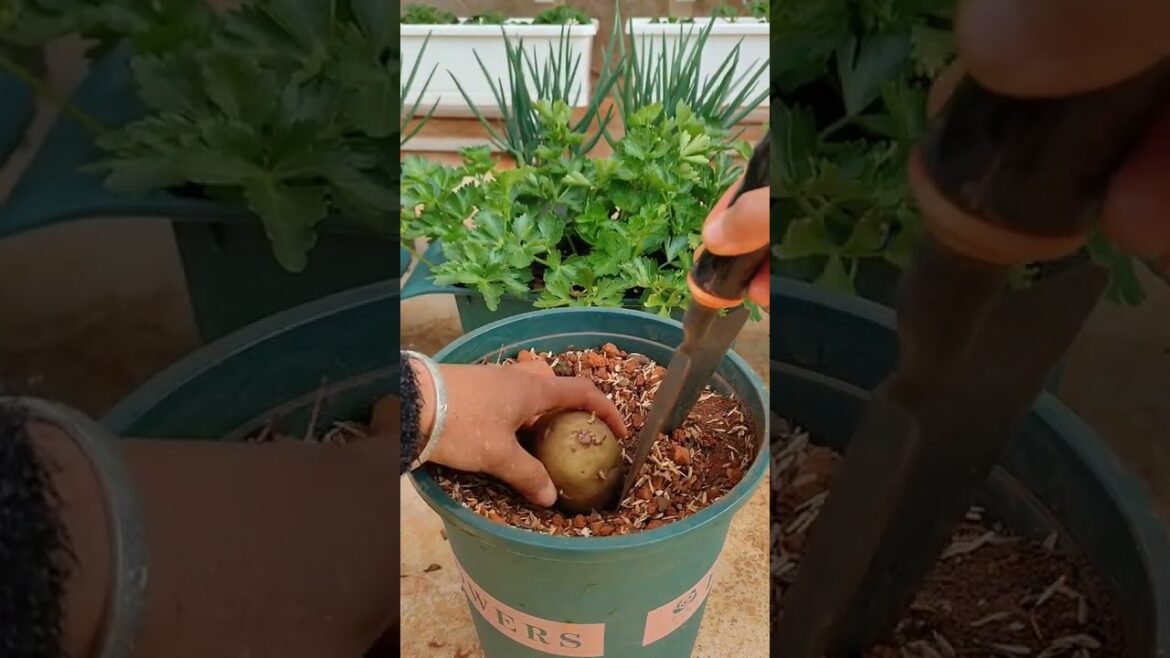 RT 10042 mini rotary tillage and ridging all#in one tree 🌲 short view #rogator#shorts