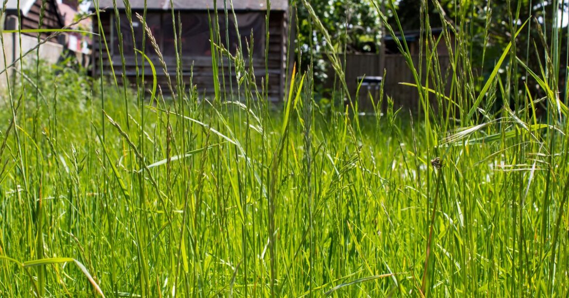 ‘Entitled neighbour’s lazy action is ruining my garden and damaging my property’ Daily Mirror