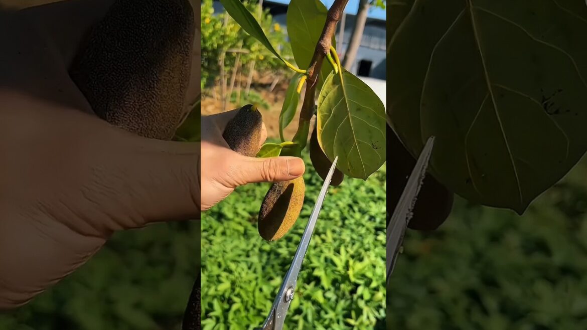 What Makes JACKFRUIT Grow Really Big?