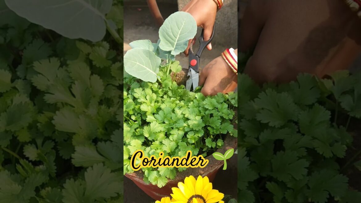Harvesting 🌱#nature #gardening #harvesting #coriander #vegetables #gardeningtips #rurallife #shorts