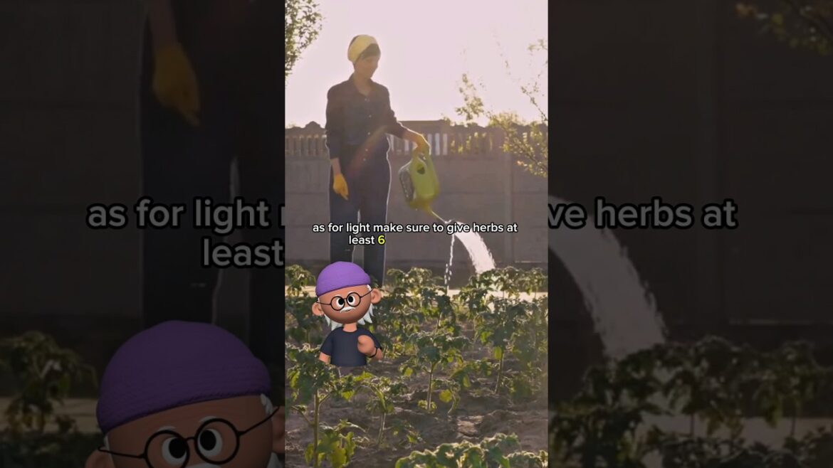 Watering And Sunlight Tips Every Gardener Needs