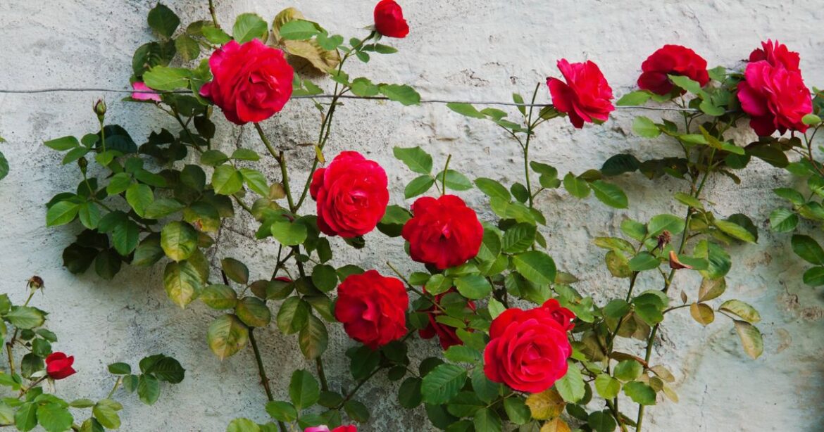Climbing roses will grow bigger blooms with easy task before the end of winter Daily Mirror