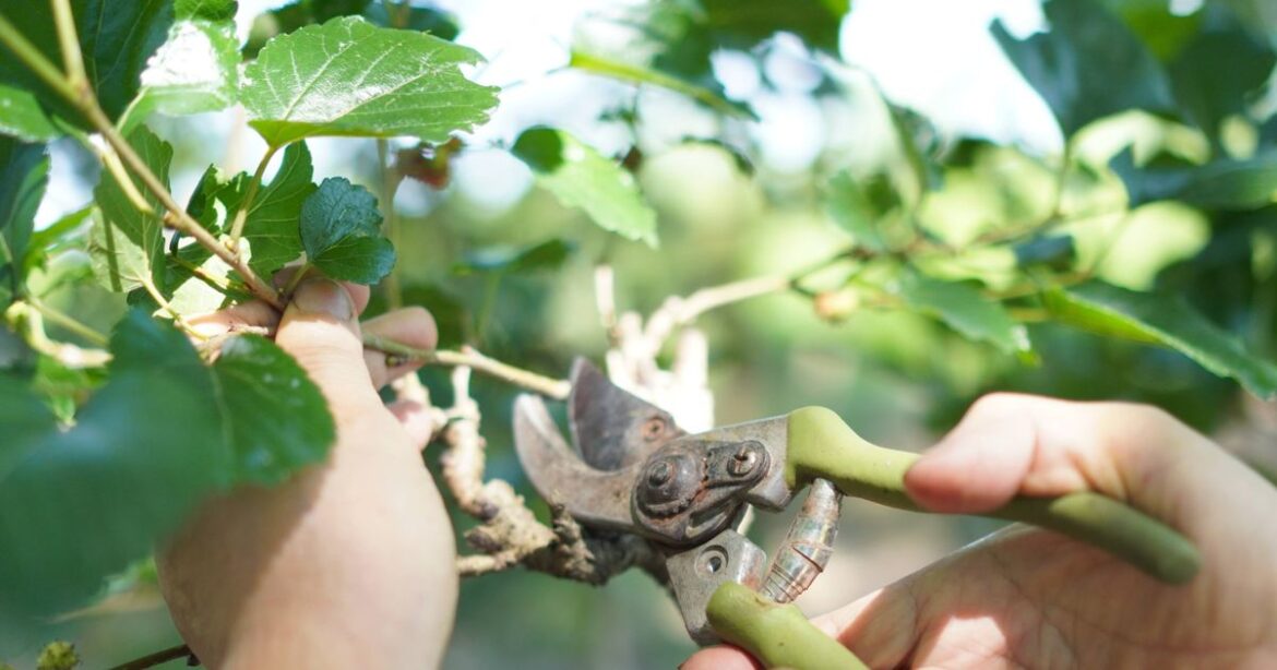 February is ‘make or break’ for your garden – three tasks you need to do now Devon Live