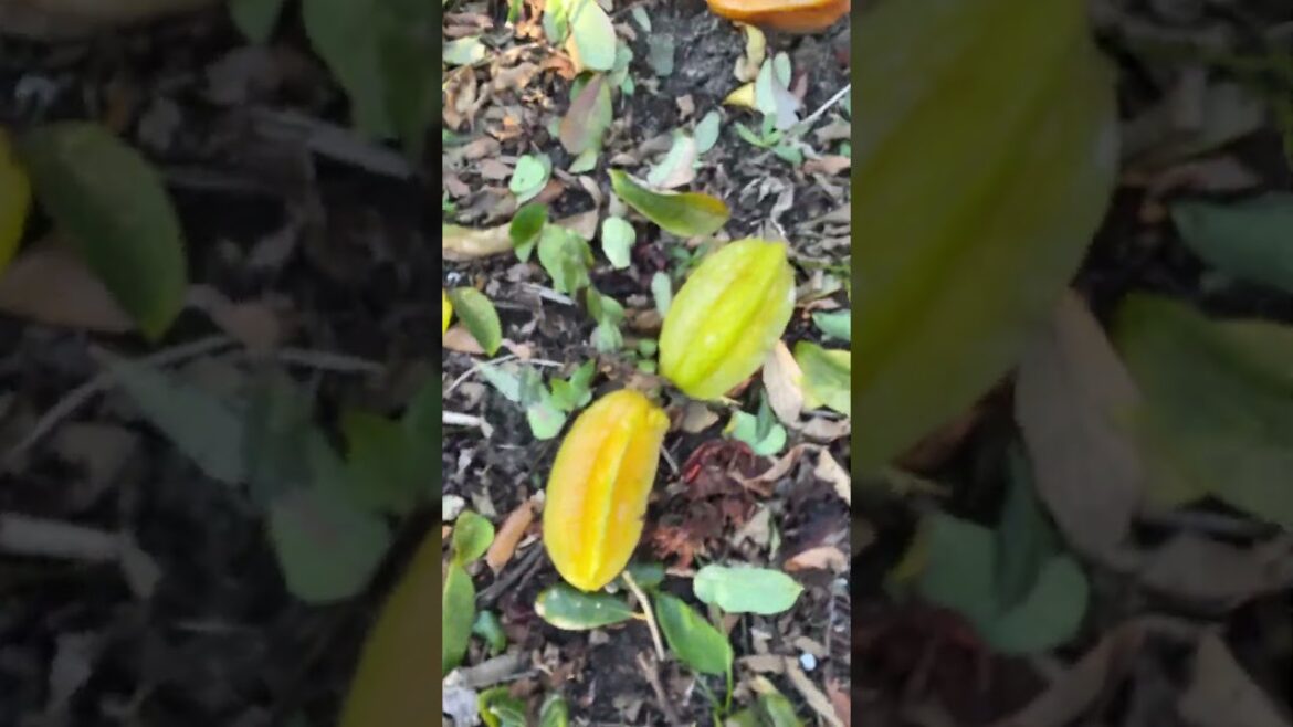 The Eat Your Backyard Fruit Forest is Covered in ICICLES!!!! 2/1/2026 #gardening #growyourownfood The Eat Your Backyard Fruit Forest is Covered in ICICLES!!!! 2/1/2026 #gardening #growyourownfood